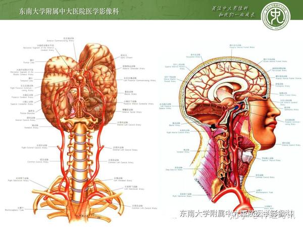 头部血管解剖及willis环常见病异