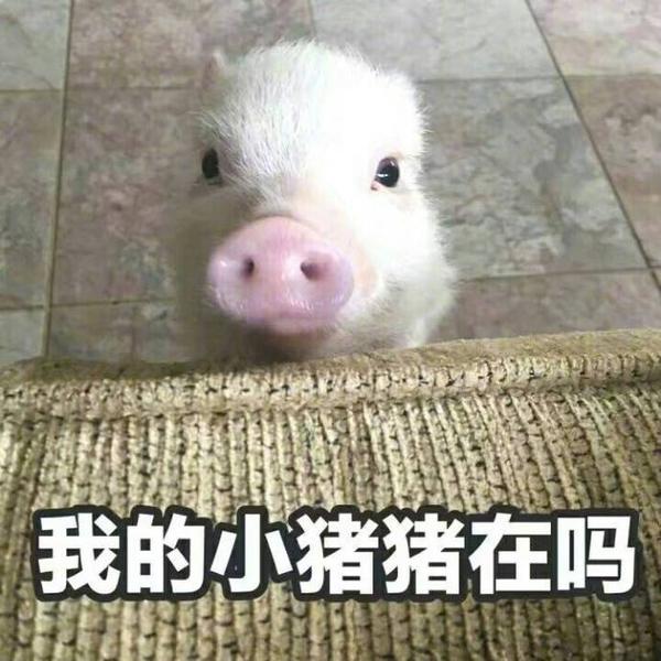一条可爱搞怪搞笑的表情包