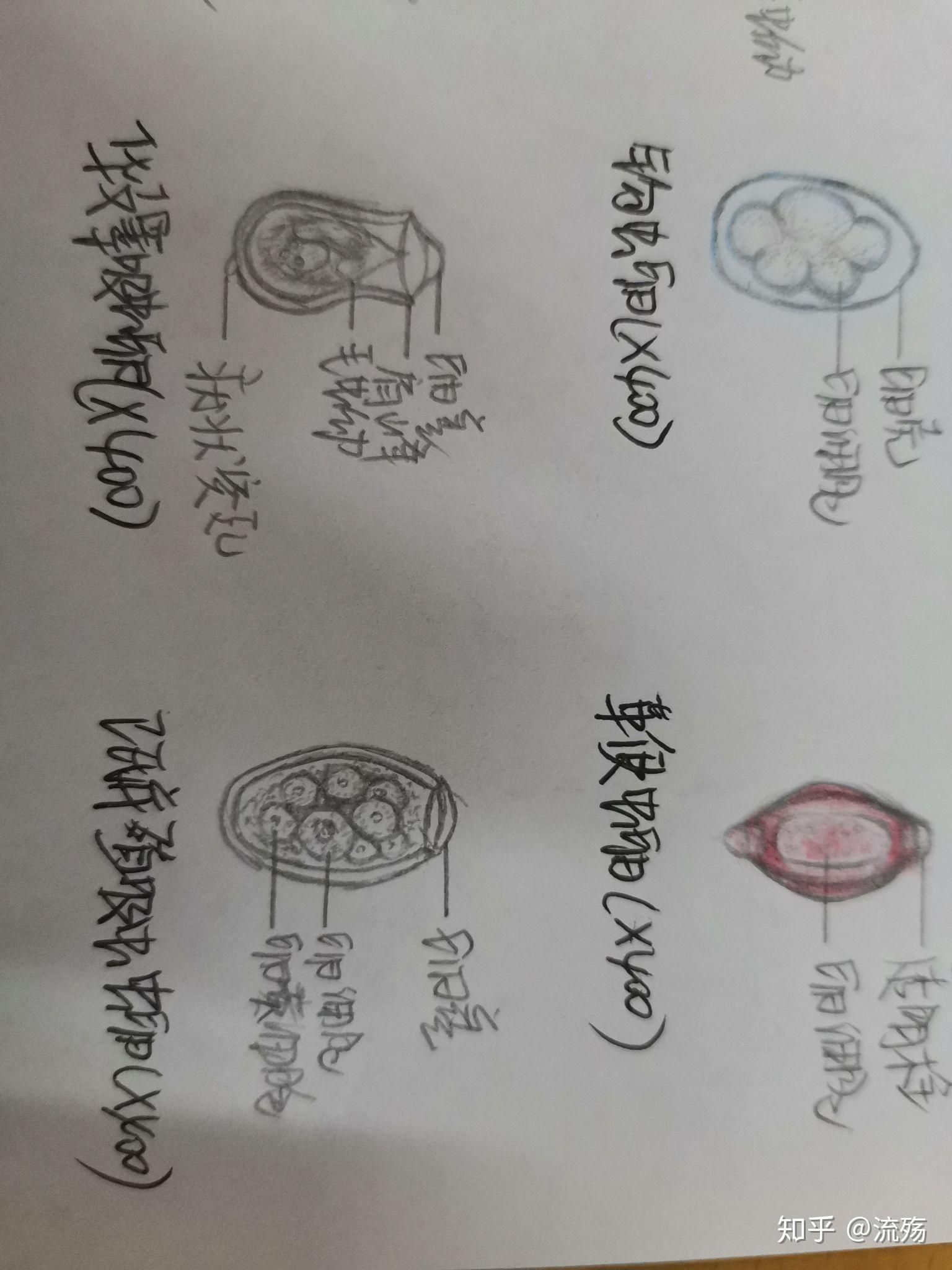 受精蛔虫卵,钩虫卵,带绦虫卵,肝吸虫卵,血吸虫卵.