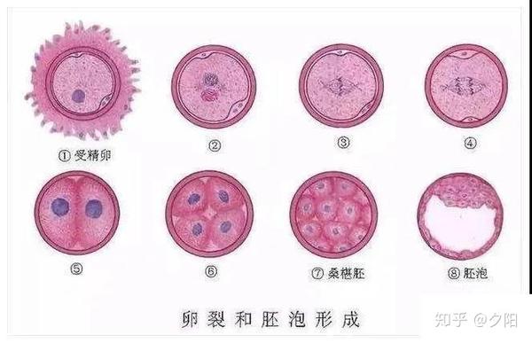 受精卵由一个细胞分裂成2个细胞,2个细胞分裂成4个细胞这个过程称为