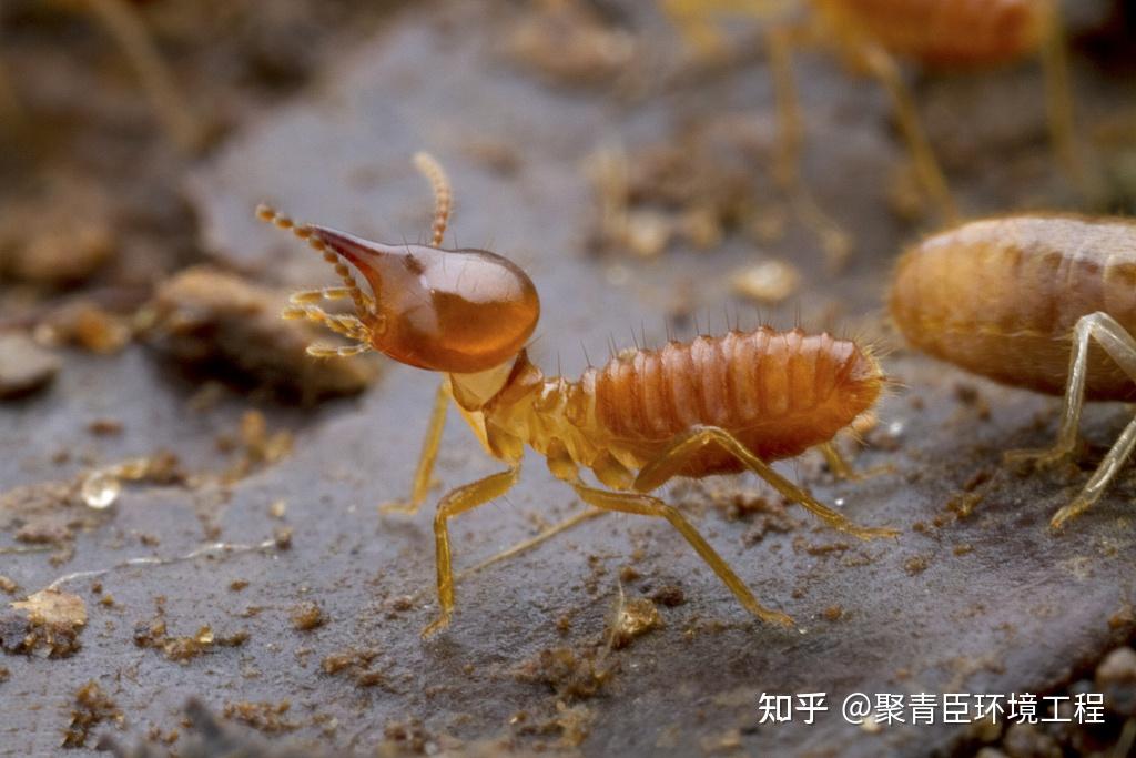 你知道吗白蚁和蚂蚁是两个不同的种类