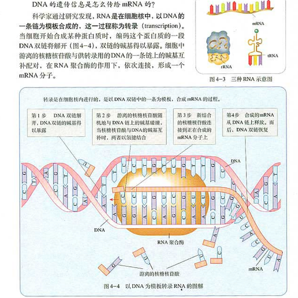 如何理解转录和翻译?人教版新旧教材对应的内容有哪些