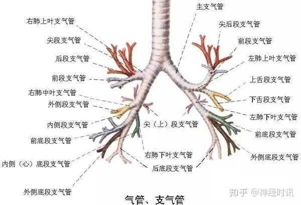 呼吸系统-精品解剖图