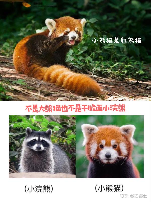 史上最冤的小可爱  小熊猫是红熊猫,不是大熊猫也不是干脆面小浣熊