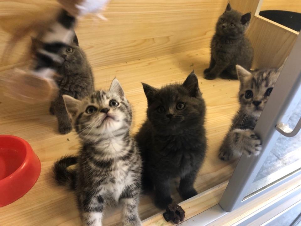 后院猫舍以及土猫爱好者,不得不说,国内有些cfa的猫舍,药不能停
