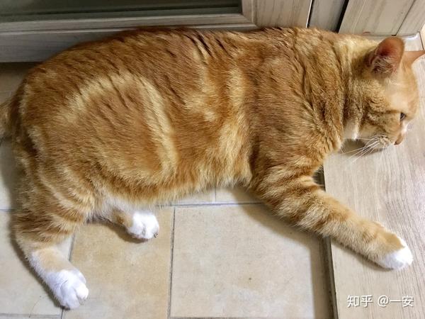 养一只橘猫是什么样的体验?