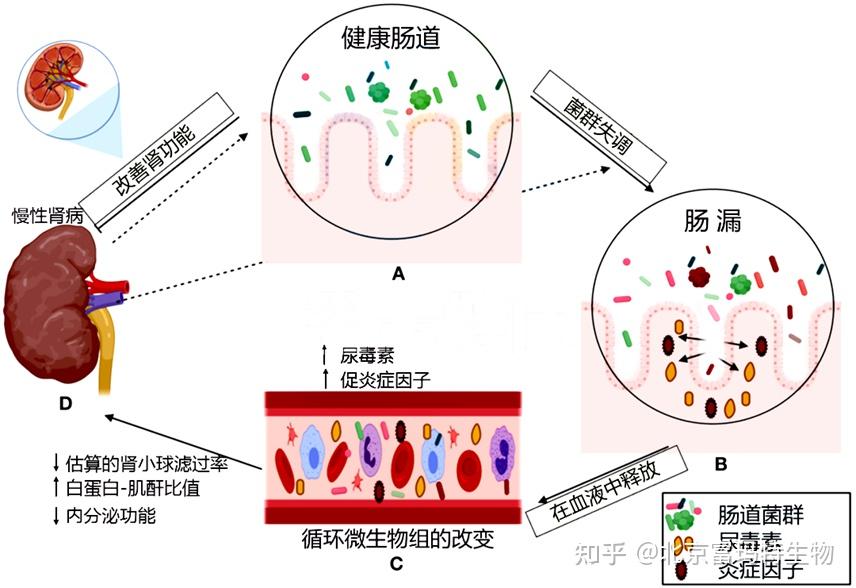 Nature慢性肾病中的肠道菌群失调 知乎