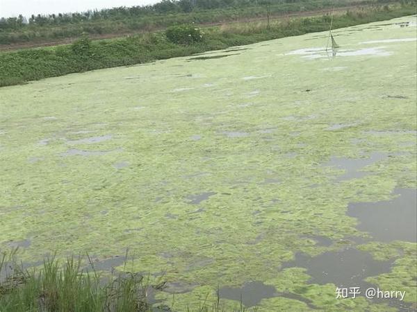 池塘青苔