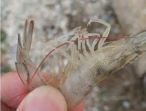 孢子虫 对虾感染孢子虫后,肝胰腺和肠道上皮细胞受损,引发对虾加不上