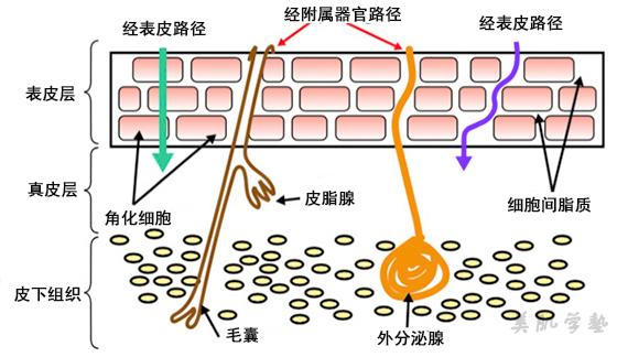 皮肤的经皮吸收功能