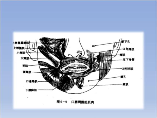 1 唇部解剖结构介绍2 隆唇术手术方法3 术后护理与并发症 唇的生理