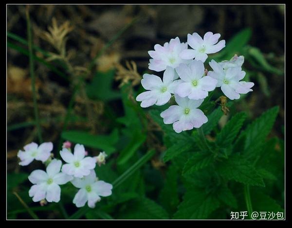 常见开白花植物