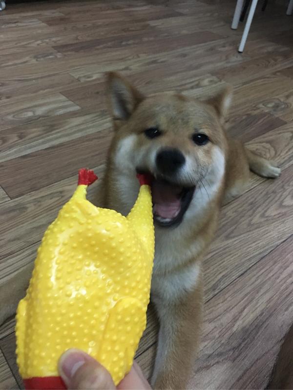 今晚吃鸡