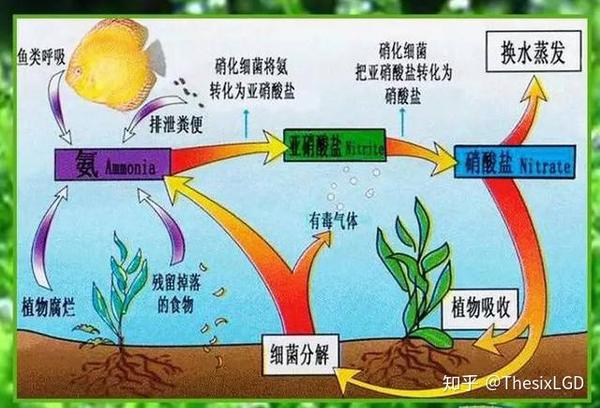 海水生态缸中的反硝化作用一般发生在活石内部,低氧低水鼢避光.