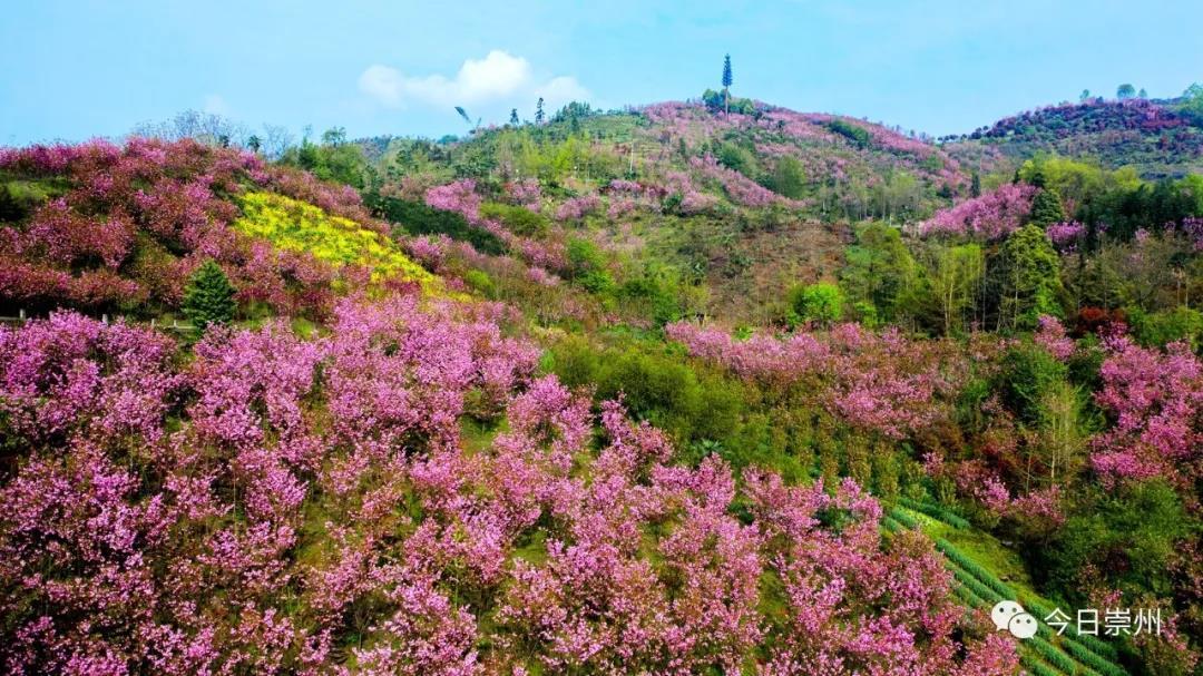万人游赏崇州樱花