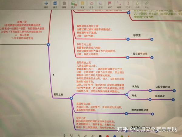 组织学被覆上皮思维导图