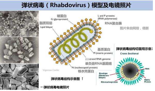 螺旋对称,外形呈 子弹样,大小在70nm×(130~380)nm,其中狂犬病毒大小