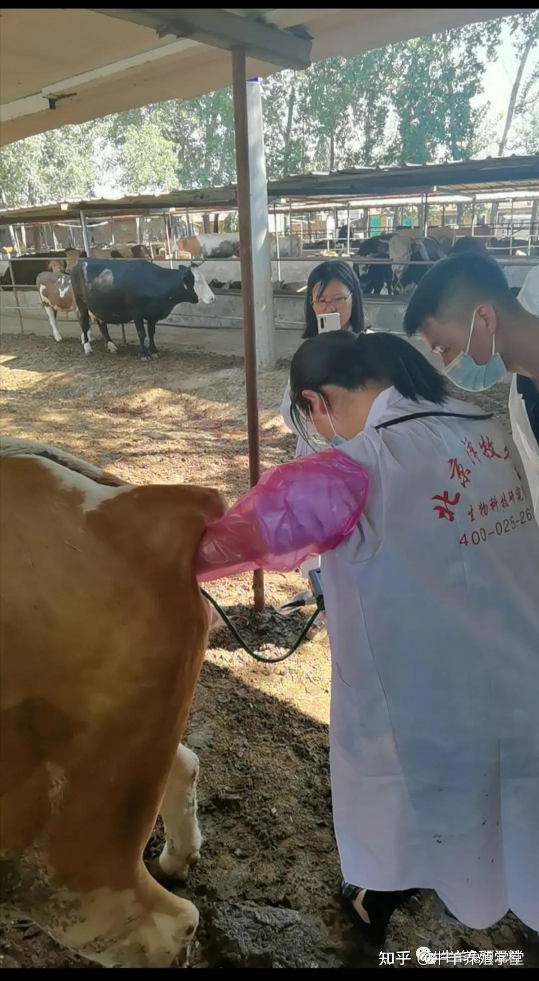 规模母牛场如何进行发情鉴定人工授精