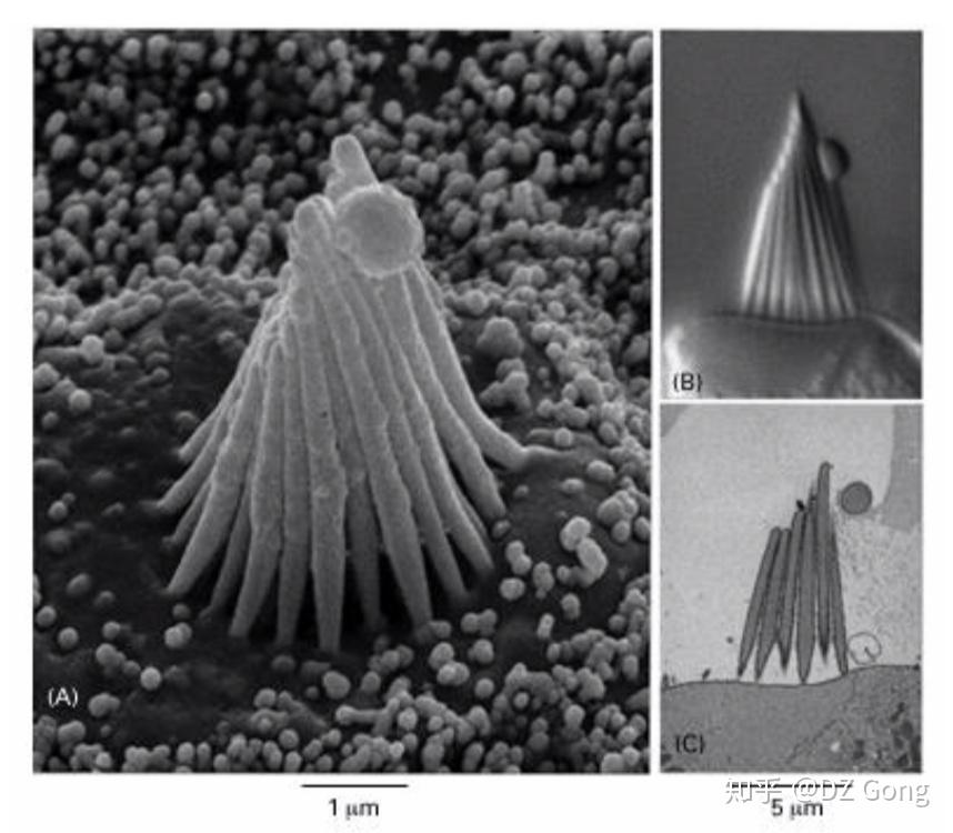 扫描电子显微镜 (scanning electron microscope, sem) 扫描电子