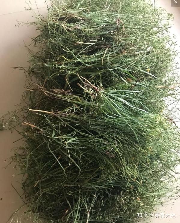 糖尿病的克星 - 苦麻子