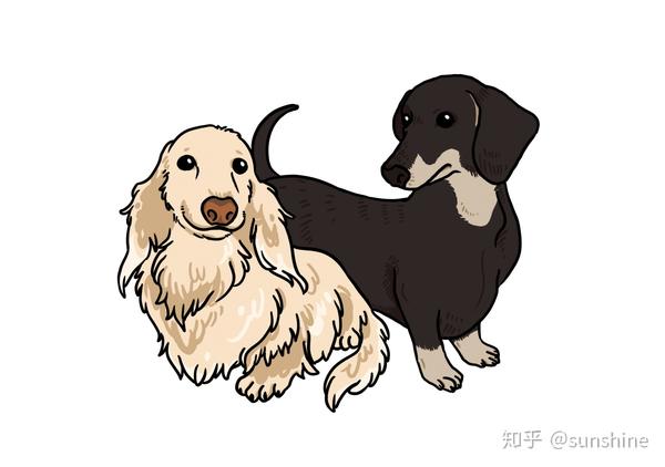 腊肠犬卡通