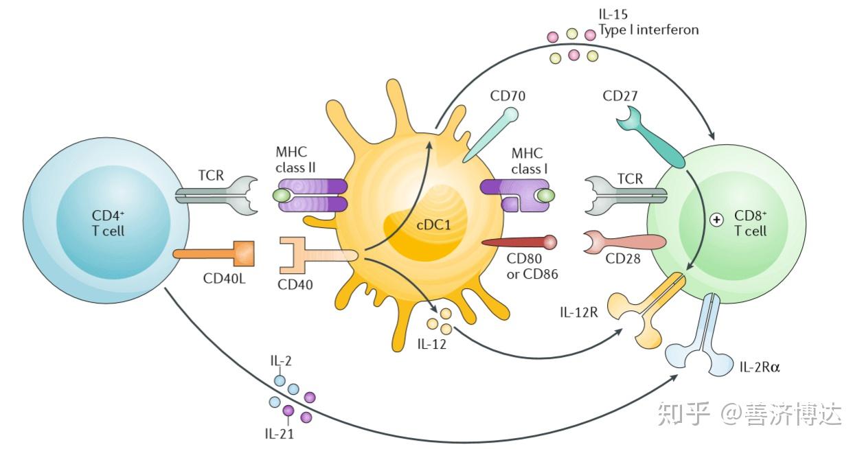 在辅助性cd4 t细胞诱导ctl免疫应答过程中中,涉及多