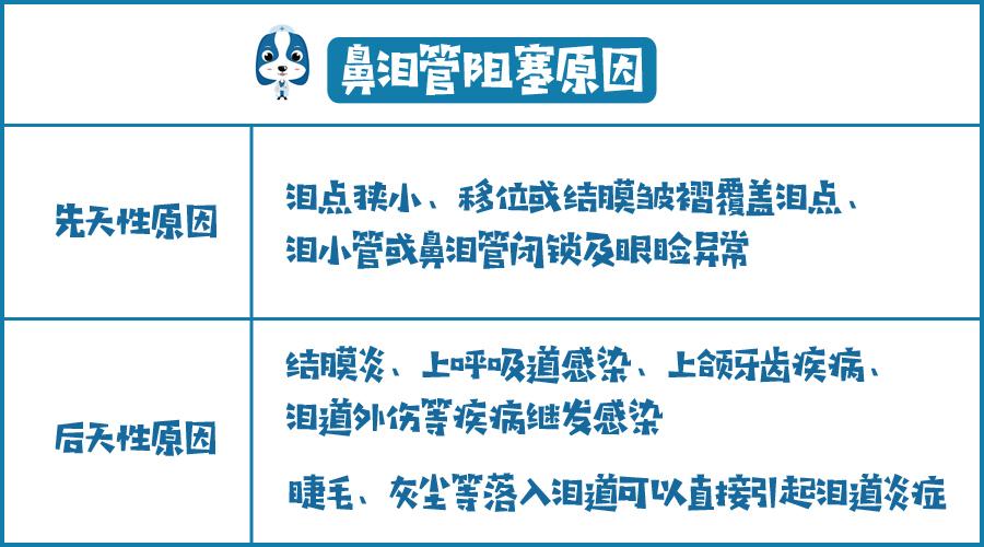 (猫咪正常流泪(猫咪鼻泪管阻塞)由于炎症引起的泪点或泪小管阻塞,可