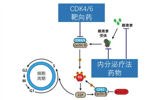 哌柏西利爱博新耐药怎么办——乳腺癌新药阿培利司alpelisib