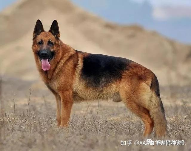 德牧犬价格2021年血统德牧犬报价大全