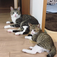 吸猫大会:混血猫兄弟すずめ&うなぎ