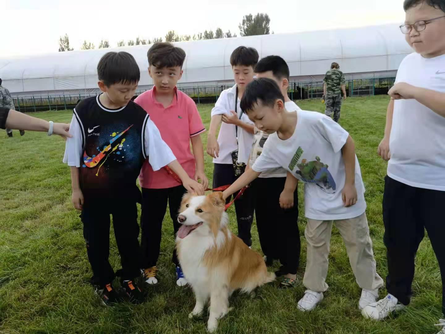 西安宠物狗训练学校让你的宠物狗与众不同