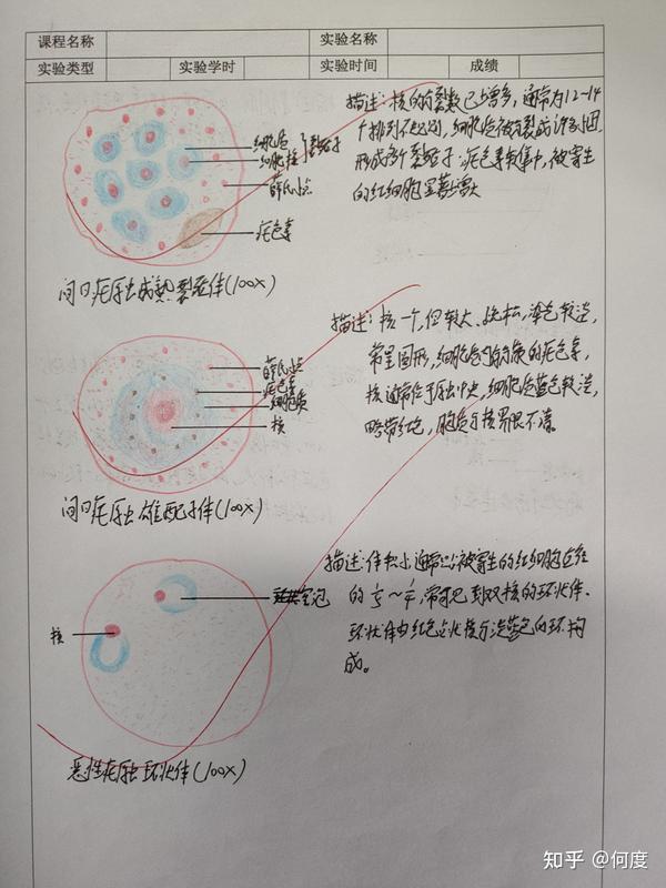 寄生虫实验报告册