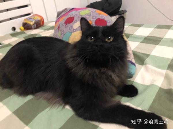 你见过颜值最高的中华田园猫是怎样的?
