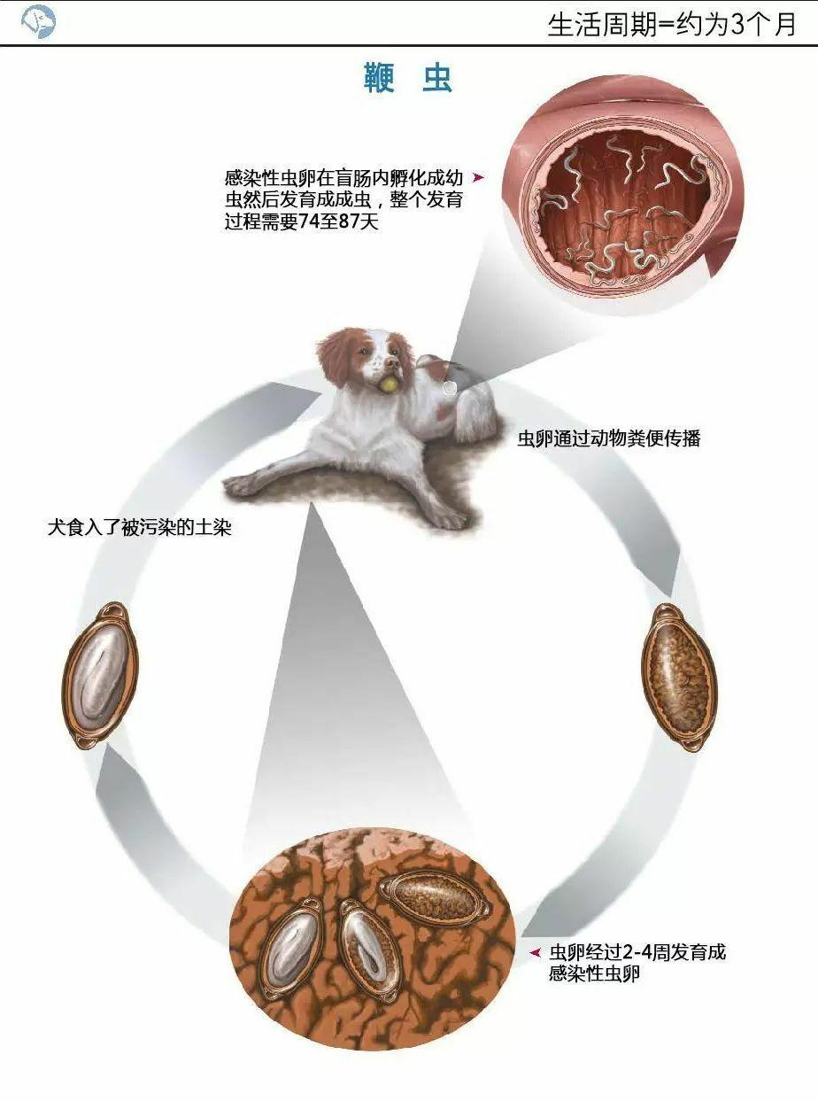 寄生虫的意思 zhuanlan.zhihu.com
