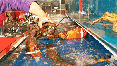 璟辉海鲜批发零售7月5日盛大开业上千种海鲜现买现做现吃