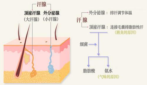 的,而我们全身上下总共有数百万的汗腺,汗腺又有大汗腺和小汗腺之分