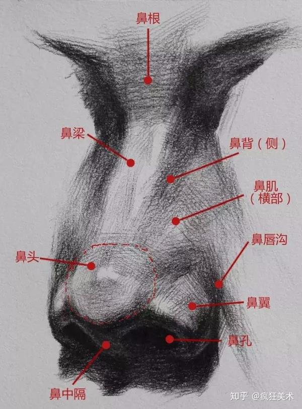 (艺考生必看)素描局部之鼻子的画法!