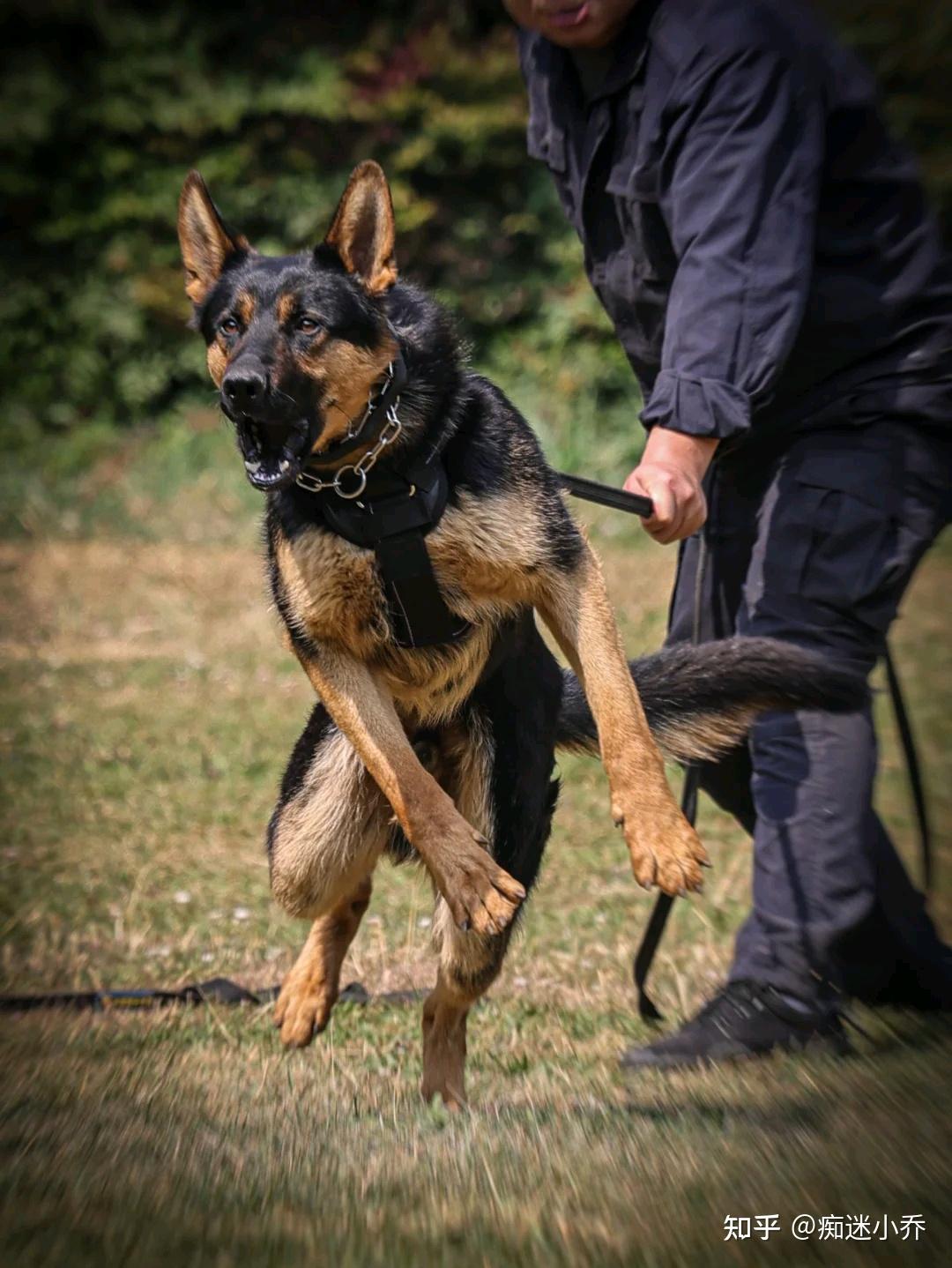 中国昆明犬一共有三个颜色狼青,黑背,草黄.目前昆明犬已经得到