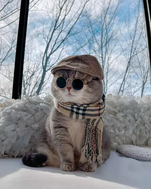 最潮最火的猫咪甜美与帅气的时尚穿搭绝对是整条街最靓的仔