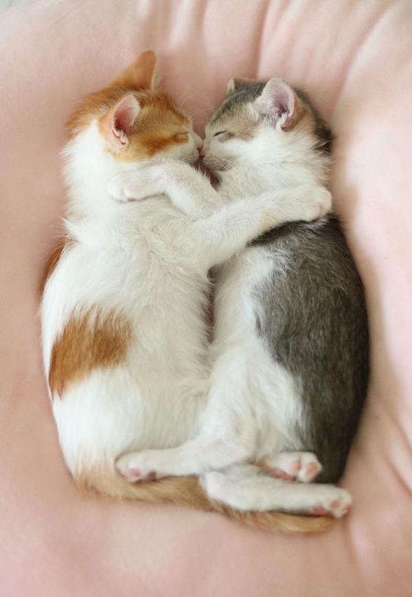 睡觉也要抱一起!两只猫同框怎么可以这么甜?