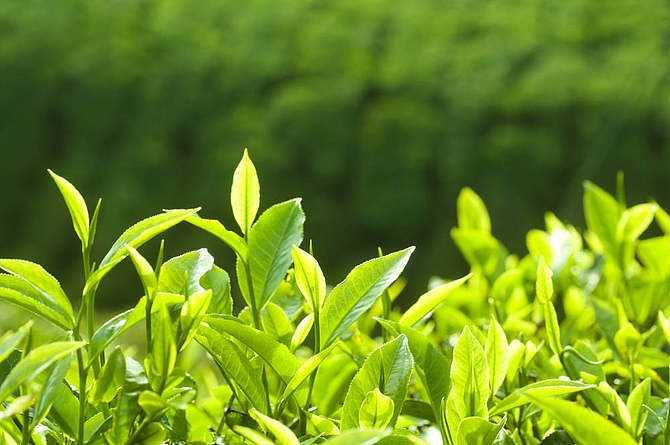 2021年茶叶推荐经常喝茶有什么好处茶叶的功效体现在哪里有哪些茶叶的