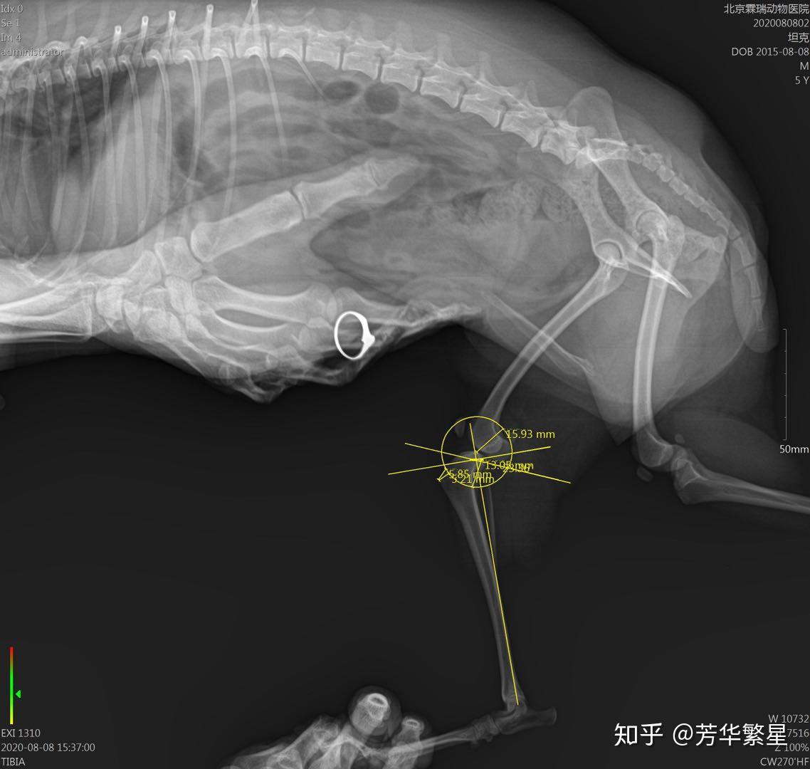 宠物泰迪犬十字韧带断裂及髌骨移位修复手术