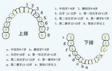 乳牙的萌出和脱落