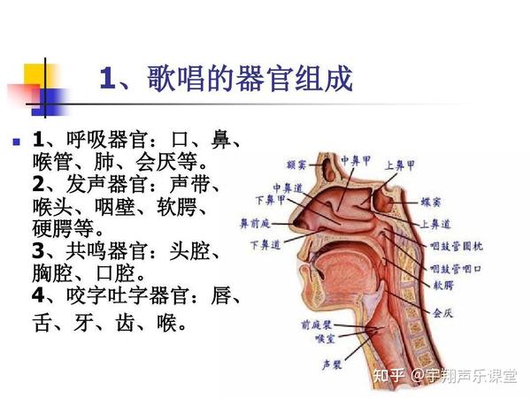 初学者学唱歌,这样学发声及唱歌技巧干货且实用