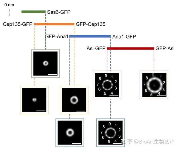 研究人员首先运用受激发射损耗(stimulated emission depletion,sted