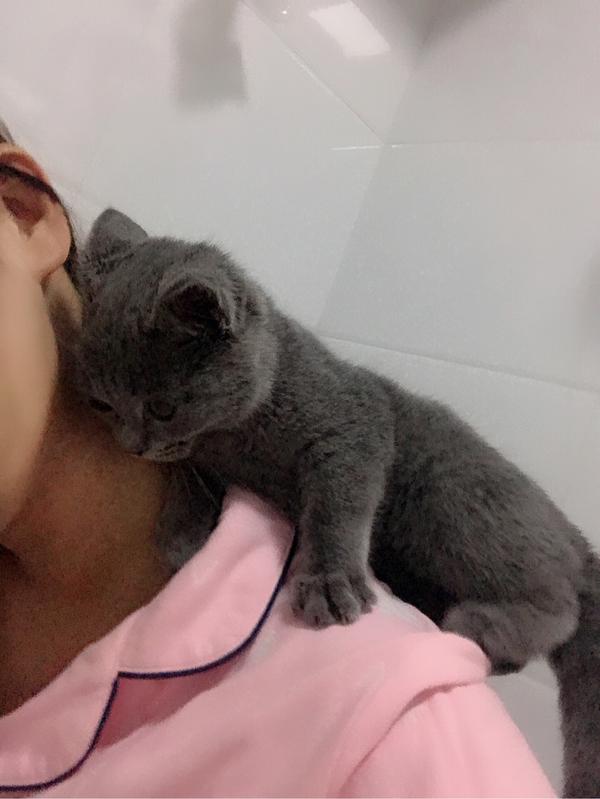 养一只英短蓝猫是什么体验?