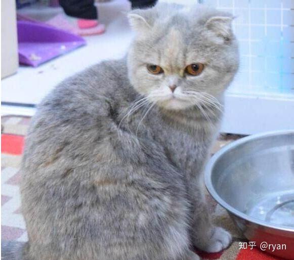 到底什么是英短猫的蓝乳色?