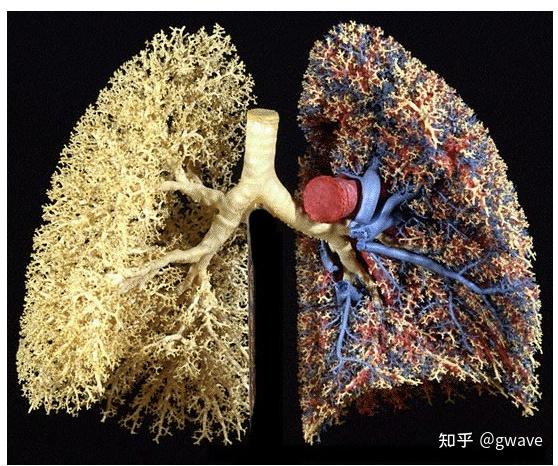 肺部血管 photo courtesy ewald weibel, institute of anantomy