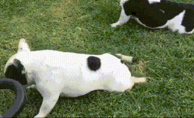 猫可以猥琐到什么程度?