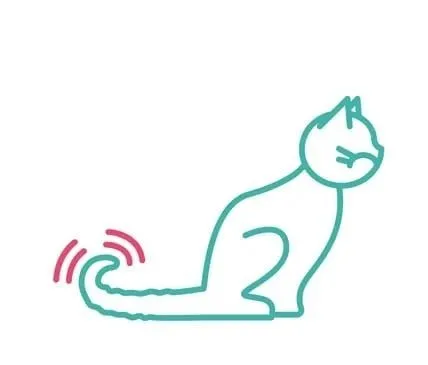 九张图告诉你猫咪尾巴动作代表什么意思